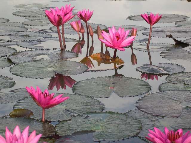 Water Lilies 1