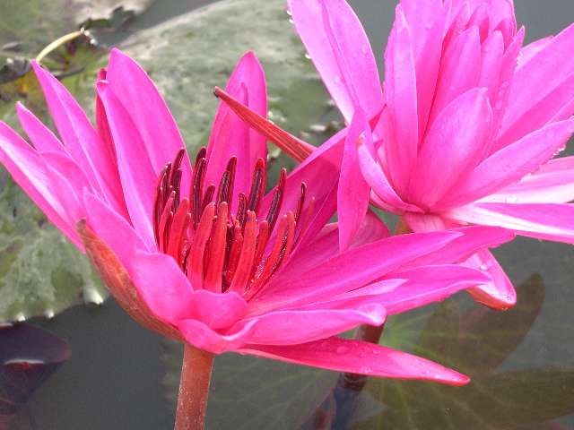 Water Lilies 2