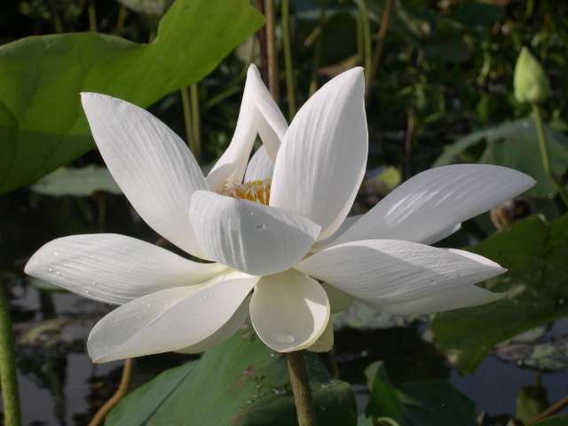 White Lotus Blossom