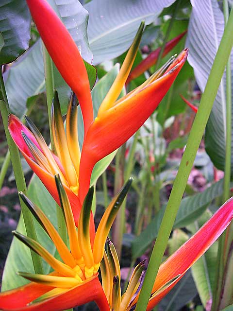 Bird of Paradise