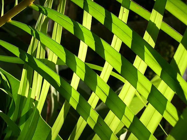 Green Leaf Lattice