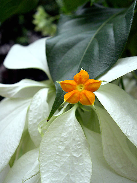 Pretty Orange Blossom