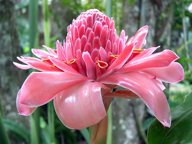 Torch Ginger